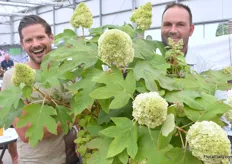 Peter Rijssen and Thijs Veldhuijzen of Plantipp with their new Hydrangea Quercifolia Tara. The unique thing about this species is that it is a Quercifolia with the flowers of a Paniculata (panicle hydrangea).